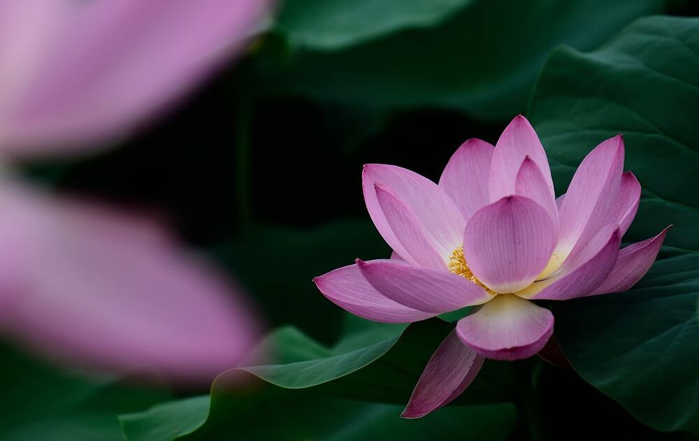 Лотос Анализ  ( Lotus Analysis)