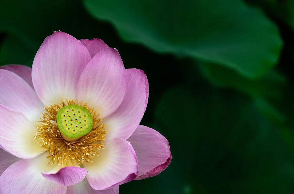 Лотос Анализ  ( Lotus Analysis)