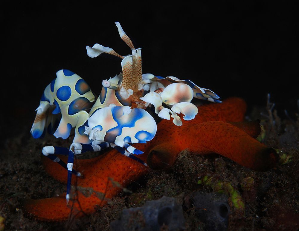 " Звезды на Красной дорожке - подводный Голливуд ) ". Креветка арлекин - Harlequin shrimp - Hymenocera picta. Bali, Melasti. Nikon D 80, 60 mm, in S&S, 2*S&S 110, 1/125, f/22, ISO-100, -0.3 EV.