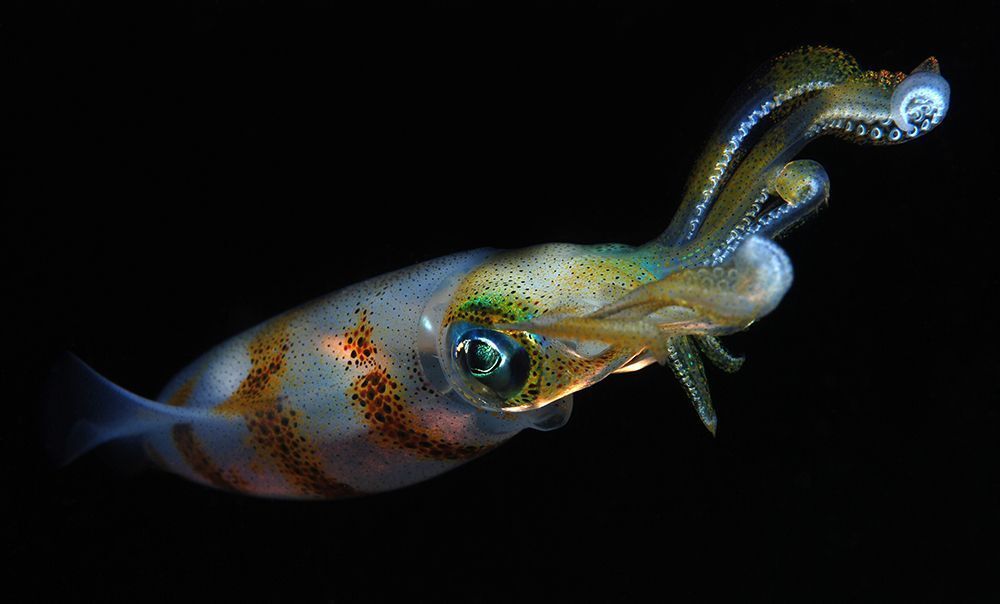 " Just a squid ". Dumaguete, Negros Island, Philippines, 10.11.2013. Nikon D 80, 60 mm, in S&S, 2*S&S 110, 1/200, f/25, ISO-100, -0.3 EV.