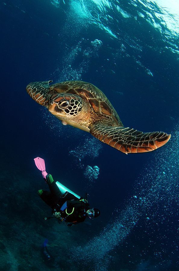 " Marevic and turtle )". Остров Апо, Филиппины, 17.11.2013. Nikon D 80, Tokina 10-17 mm, in S&S, 2*S&S 110, 1/125, f/10, ISO-100.