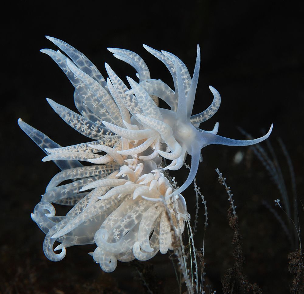 " Хризантема ". Голожаберный моллюск Phyllodesmium iriomotense. Встречается редко, как правило на глубинах около 30м, Бали, Туламбен.