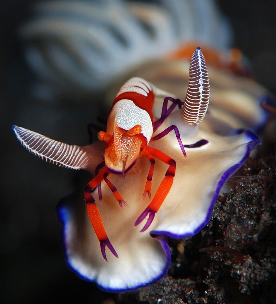 " Полный relax )". Periclimenes imperator + Hypselodoris tryoni. Бали, Туламбен, 19.02.2014. Nikon D 80, 105 mm, in S&S, 2*S&S 110, 1/250, f/16, ISO-100.