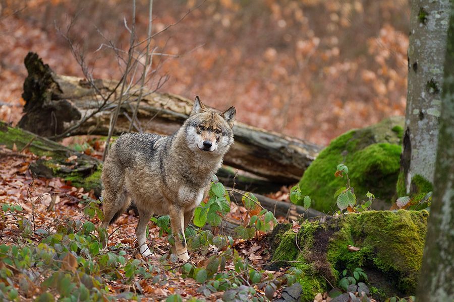 "Alone" - European Wolf (Captive Environment) - Bayerische Wald National Park - Germany