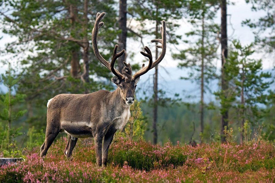 "Lonely reindeer" - Reindeer (Wild Environment) - Norway