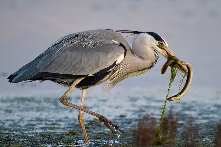 "Killer" - Grey Heron (Wild Environment) - Circeo National Park - Italy