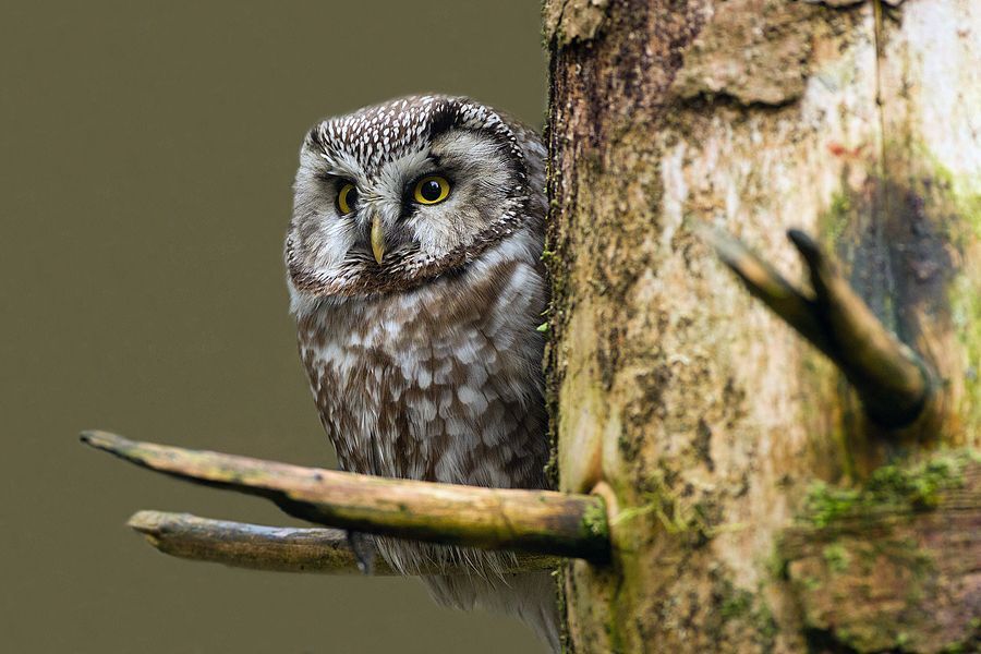 "Little Presence" - Eagle owl (Captive Environment) - Bayerische Wald National Park - Germany
