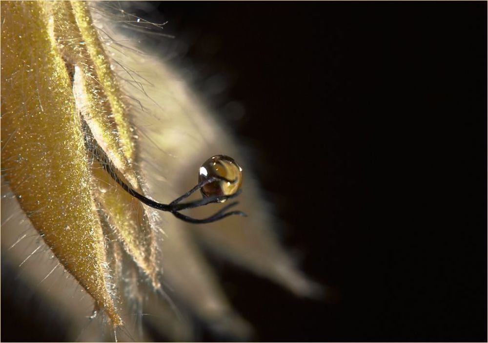 Golden Drop