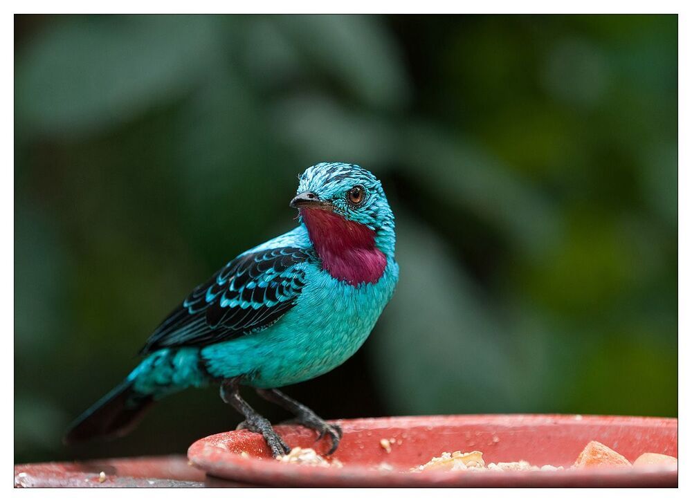 Настоящая блестящая котинга (Cotinga cayana). Распространение:эти птицы обитают по всей тропической зоне Южной Америки.