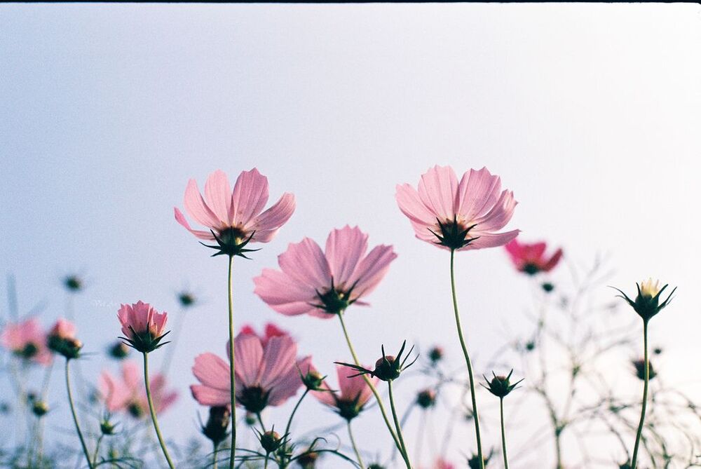 Butterfly Flower