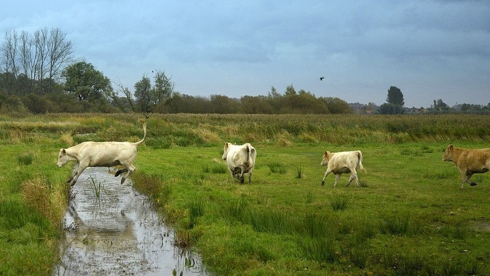 Mad cow.