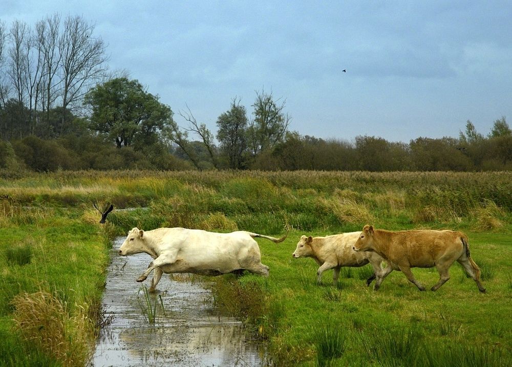 Mad cow.