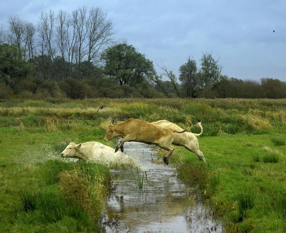 Mad cow.