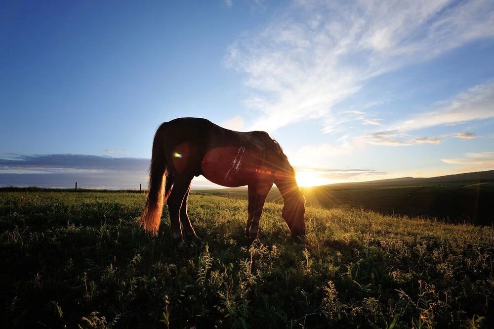 horse