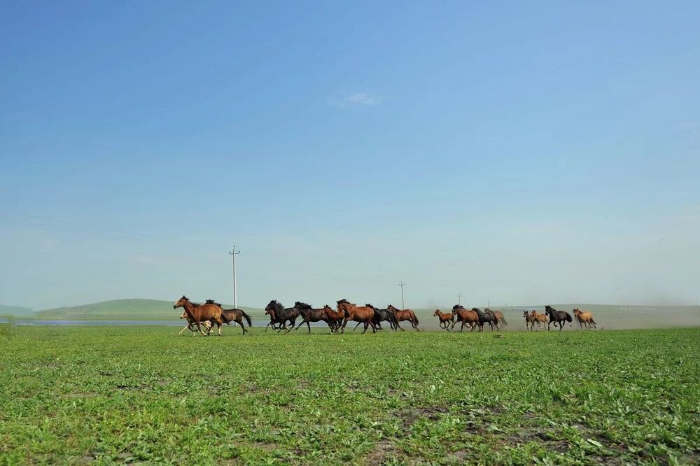 horse