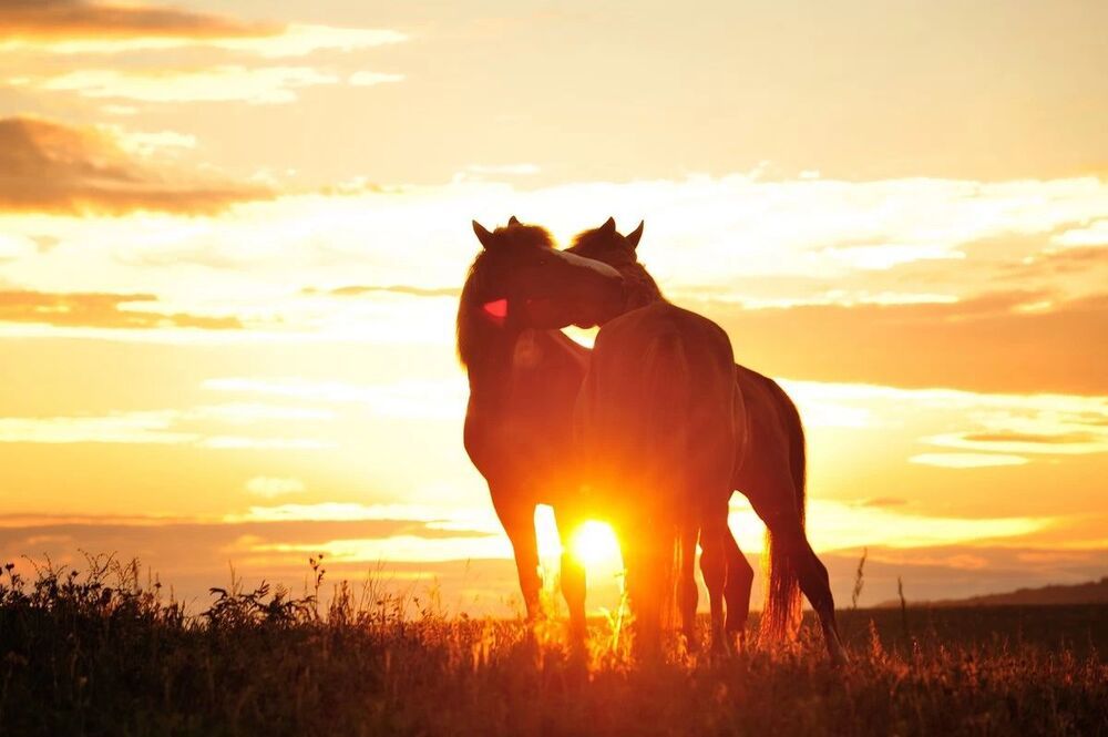 horse