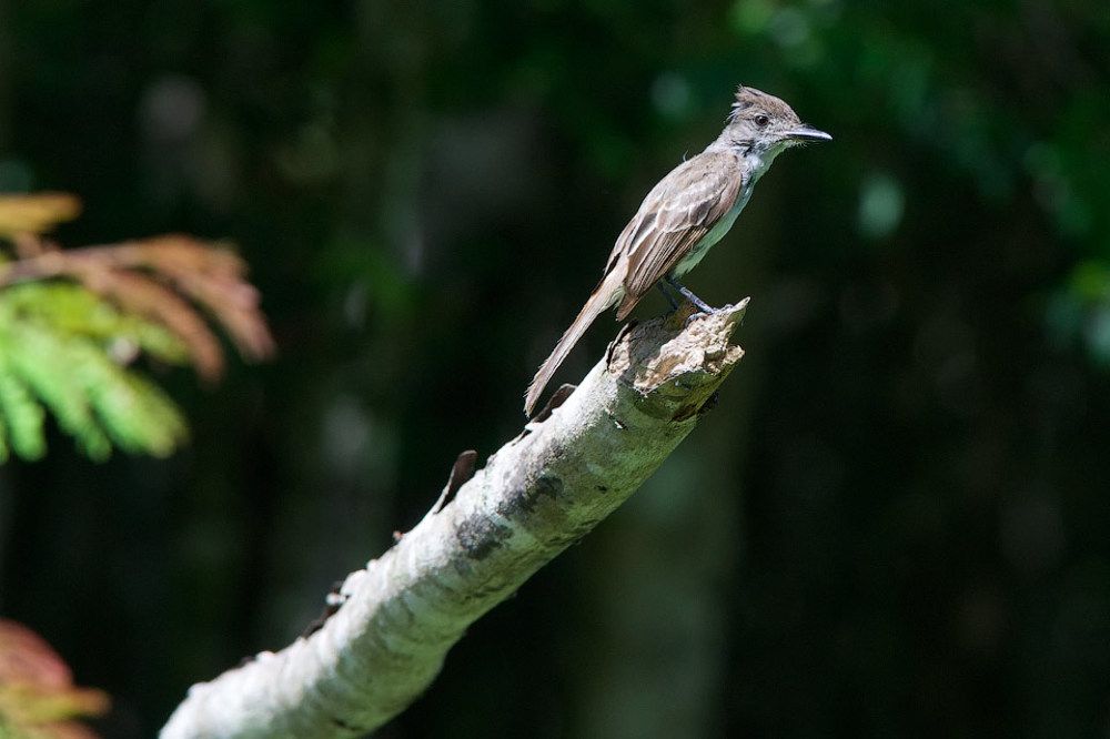 Кубинский миарх  (Myiarchus sagrae)