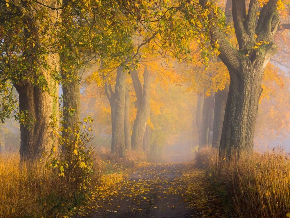 Gold alley