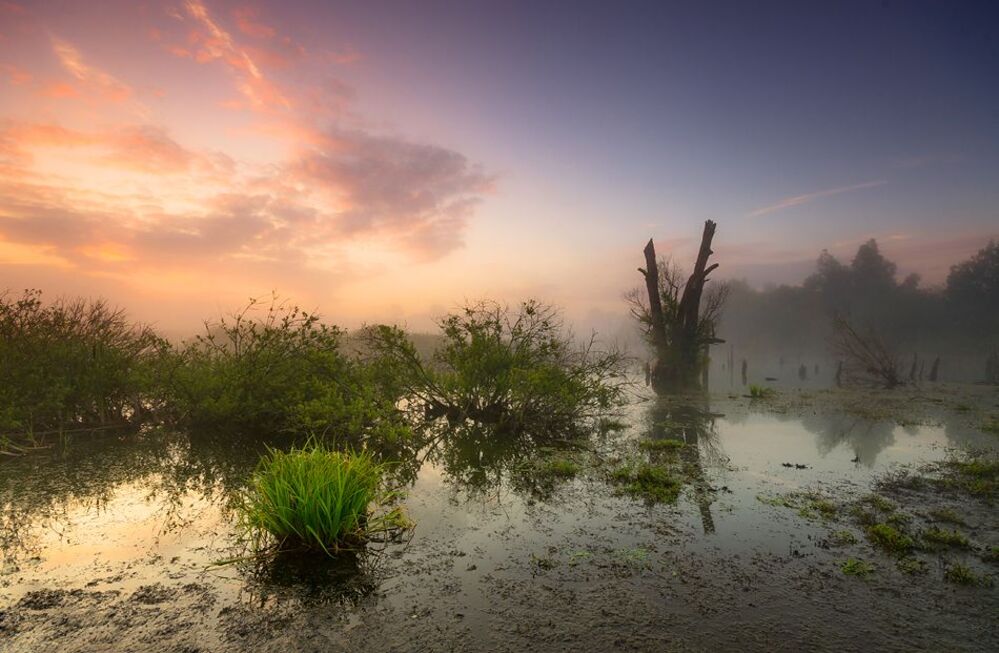 Swamp