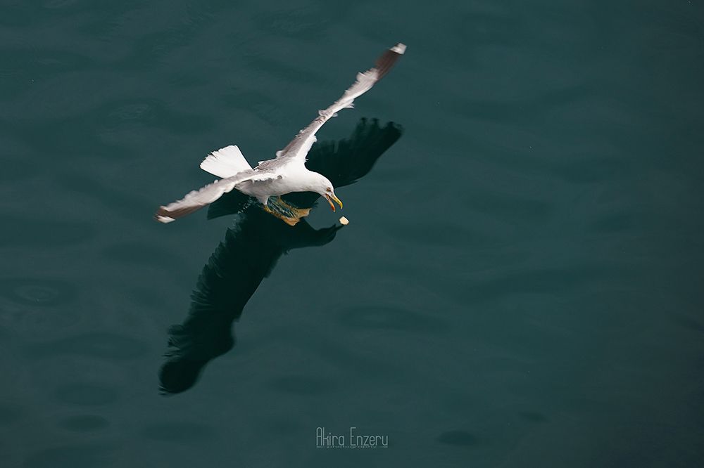 In flight