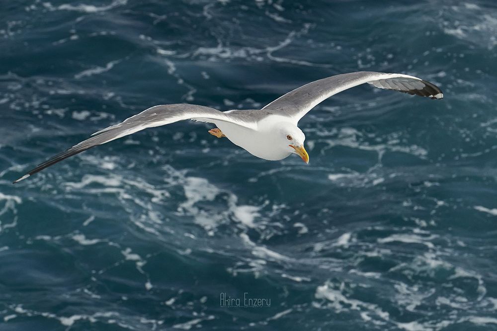 In flight