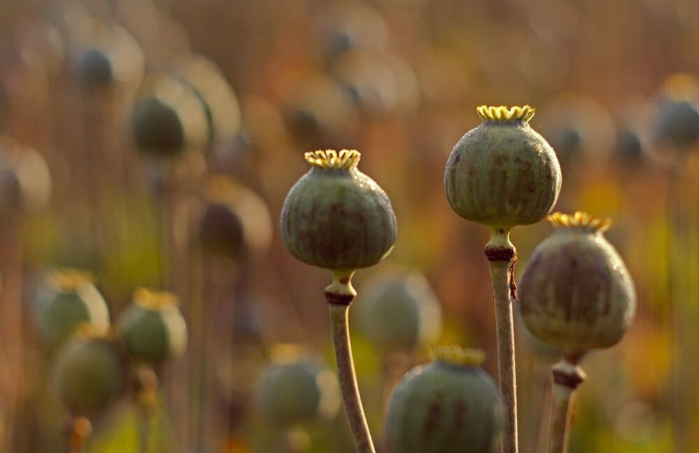 Poppyhead