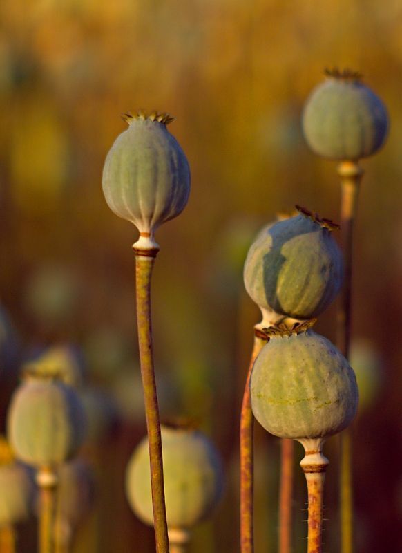 Poppyhead