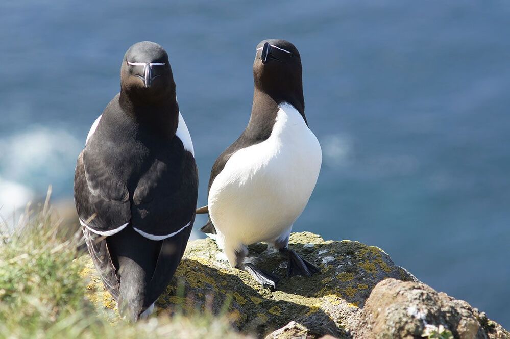 Latrabjarg, Исландия.
Парочка Гагарок (Razorbill) с невероятно подвижными шеями.
Июнь, 2012