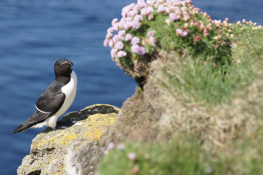 Latrabjarg, Исландия. Самец Гагарки присматривает букет для возлюбленной. Июнь, 2012