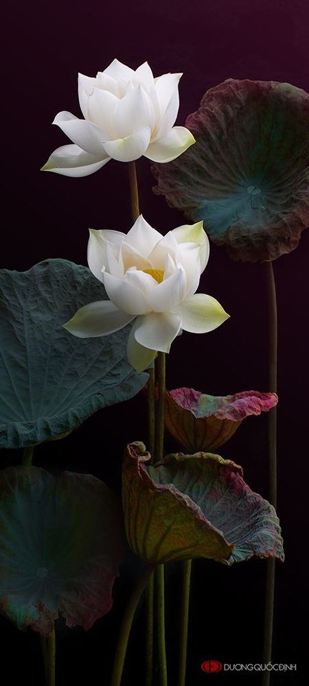 Lotus