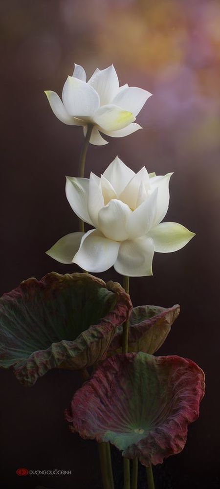 Lotus