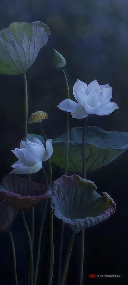 Lotus