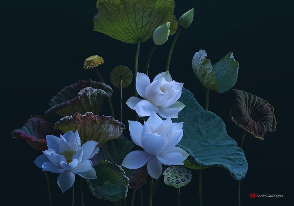 Lotus