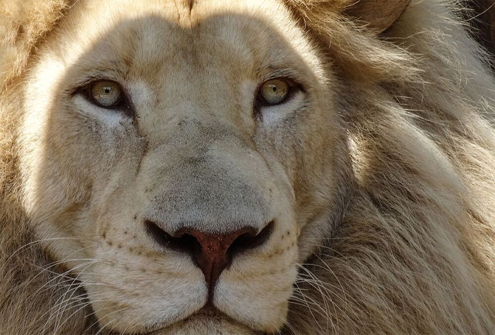KING