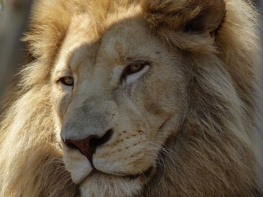 KING