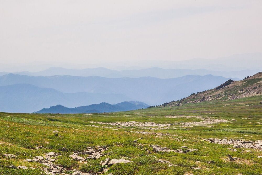 Altai