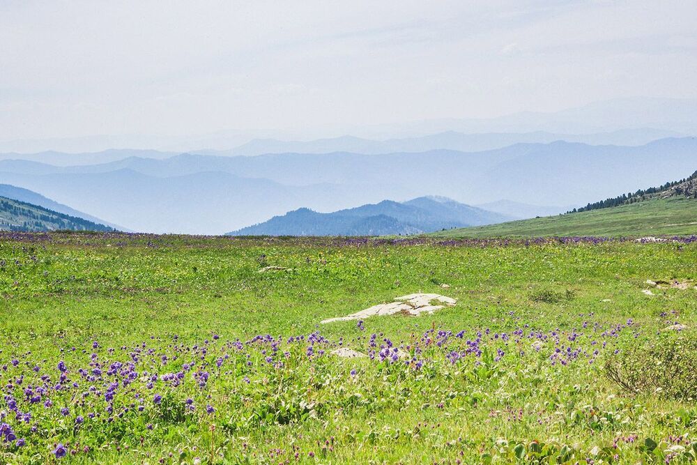 Altai