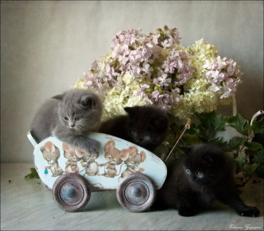 Ребятам о зверятах