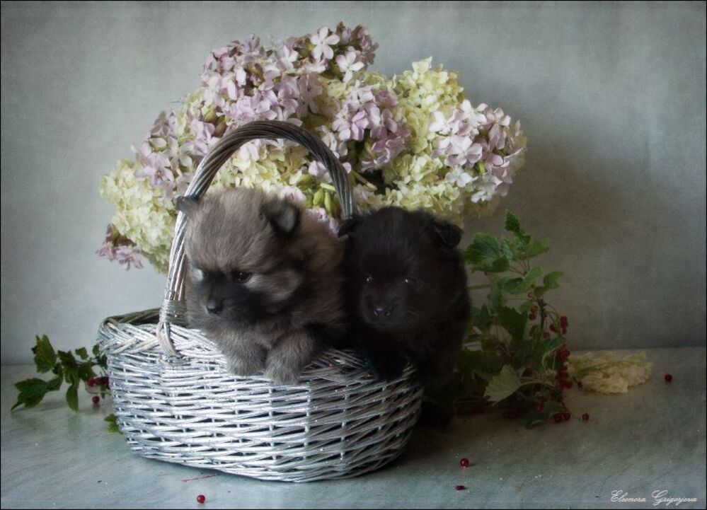 Ребятам о зверятах
