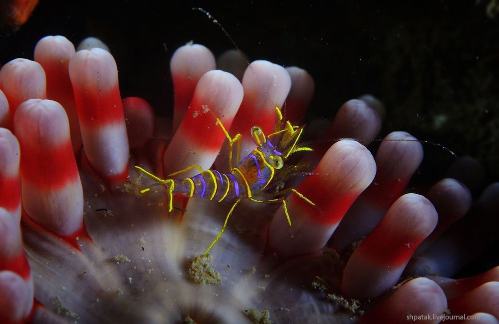 Japan Sea. Rudnaya Bay, Shrimp Lebeus grandimanus