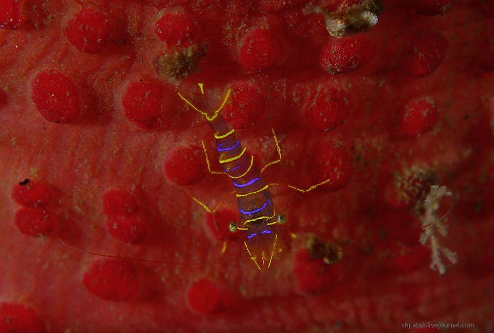 Japan Sea. Rudnaya Bay, Shrimp Lebeus grandimanus