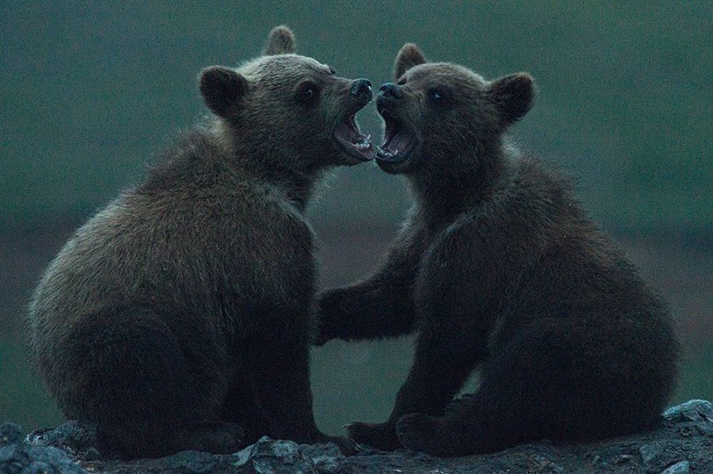Фотографируй уже!!!
Чукотка.
Июль 2014г.