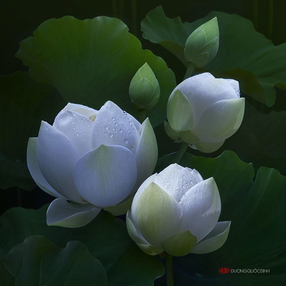 Lotus