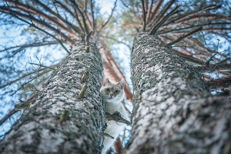Впечатления кота от знакомства с собакой