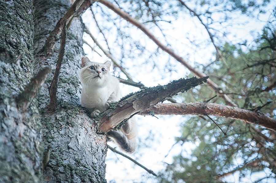Впечатления кота от знакомства с собакой