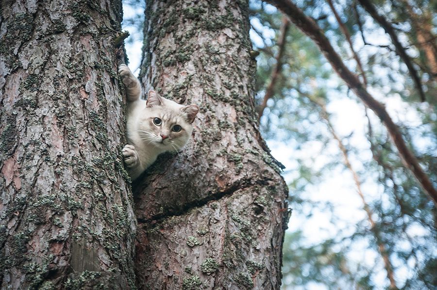 Впечатления кота от знакомства с собакой