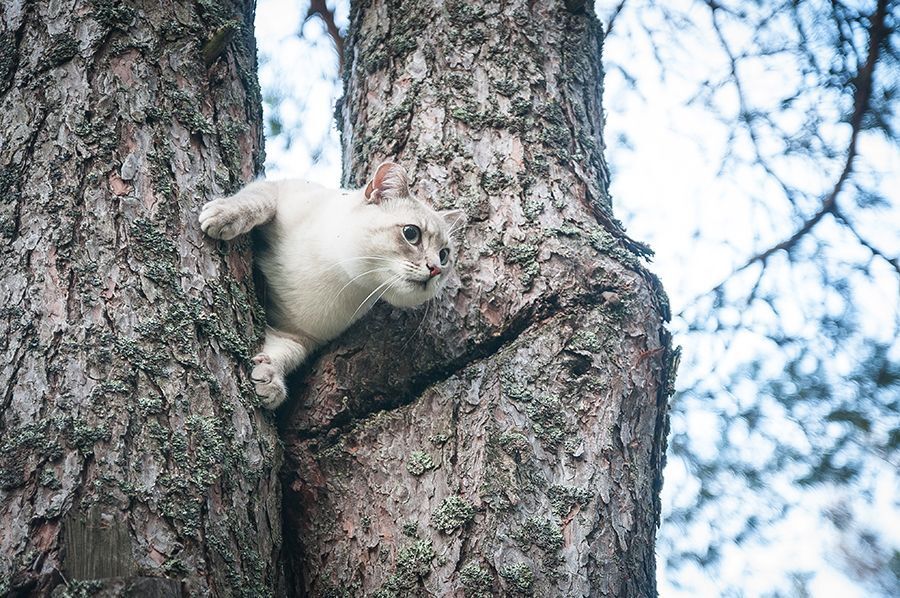 Впечатления кота от знакомства с собакой