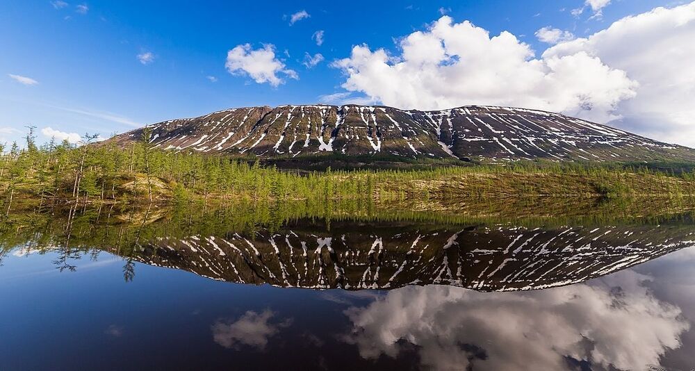 Полярная черепаха. Плато Путорана.