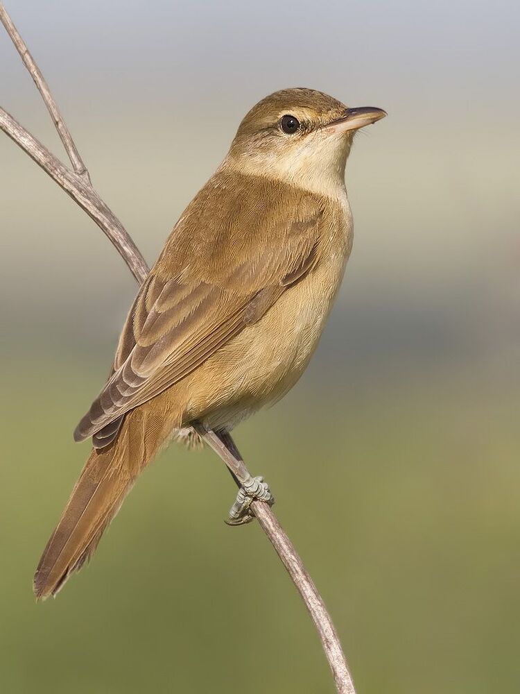 Great reed warbler