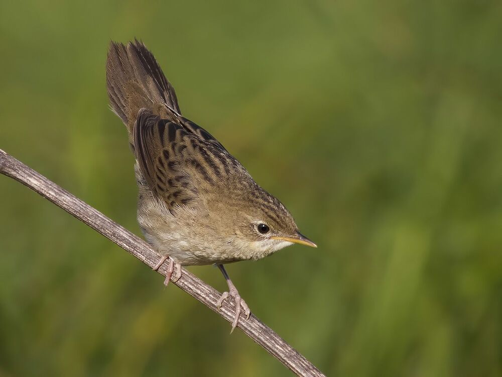 Обыкновенный сверчок (лат. Locustella naevia).